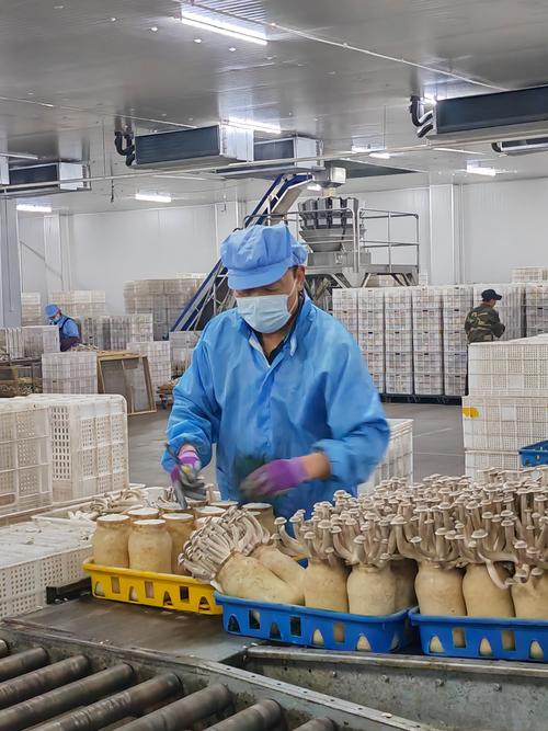 甘肃张掖:戈壁滩上"长出"蘑菇工厂